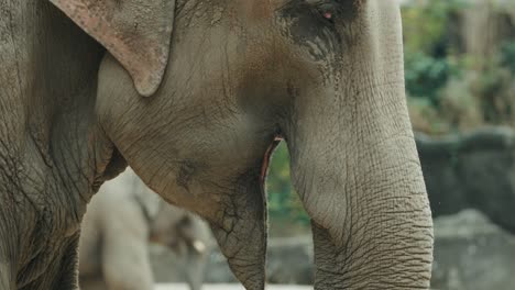 Enorme-Elefante-Comiendo-Hojas-En-Primer-Plano-Filmado-En-Cámara-Lenta