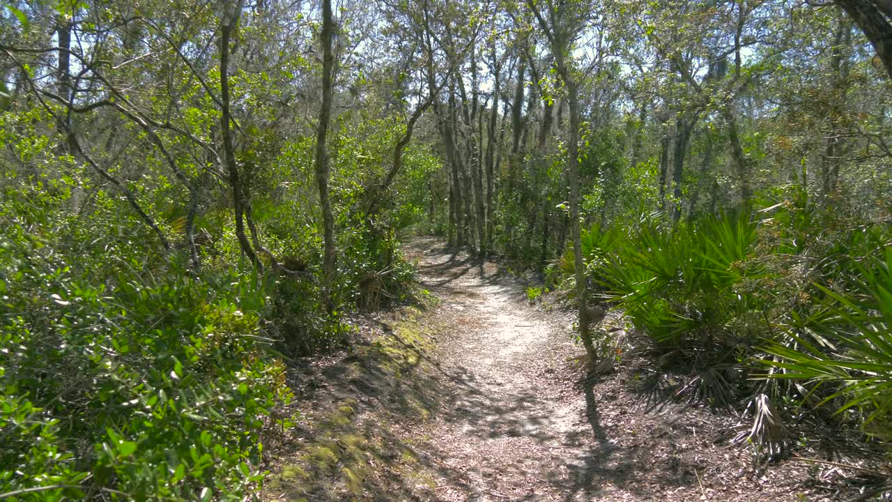 el exuberante follaje verde en la selva tropical