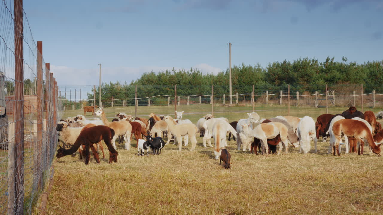 Alpaca, capre e pecore in una fattoria
