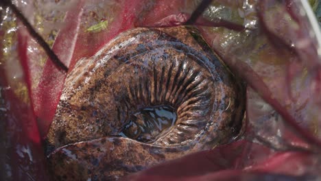 giant japanese salamander  in net during scientific research