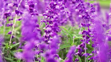 una vista de cerca de las vibrantes flores de salvia púrpura