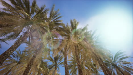 palmeras bajo un cielo azul brillante