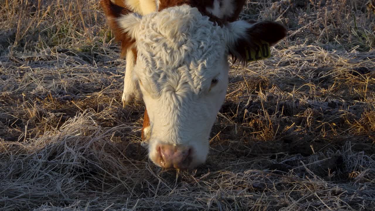 cerrar la cara de la vaca hereford blanca y marrón pastando en pastos de invierno