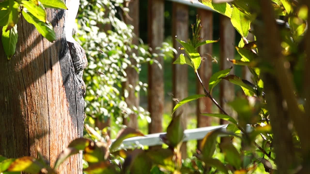 un hogar hecho por el hombre para las abejas melíferas