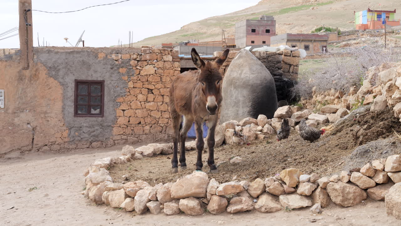 Asino e galline in un villaggio rurale di montagna nell'Atlante marocchino