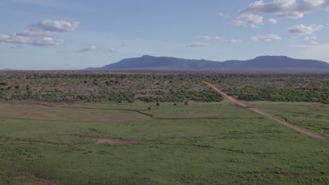 toma amplia de drones de elefantes rojos pastando en el parque nacional de tsavo