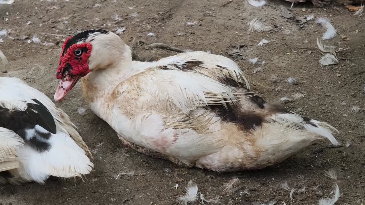 색 과 갈색 의 오리 가 땅 에 고 있다