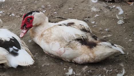 pato blanco y marrón descansando en el suelo