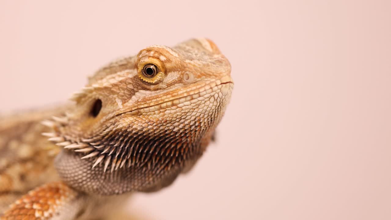 A bearded dragon is observed in close-up, showcasing its textured scales and alert expression against a neutral background