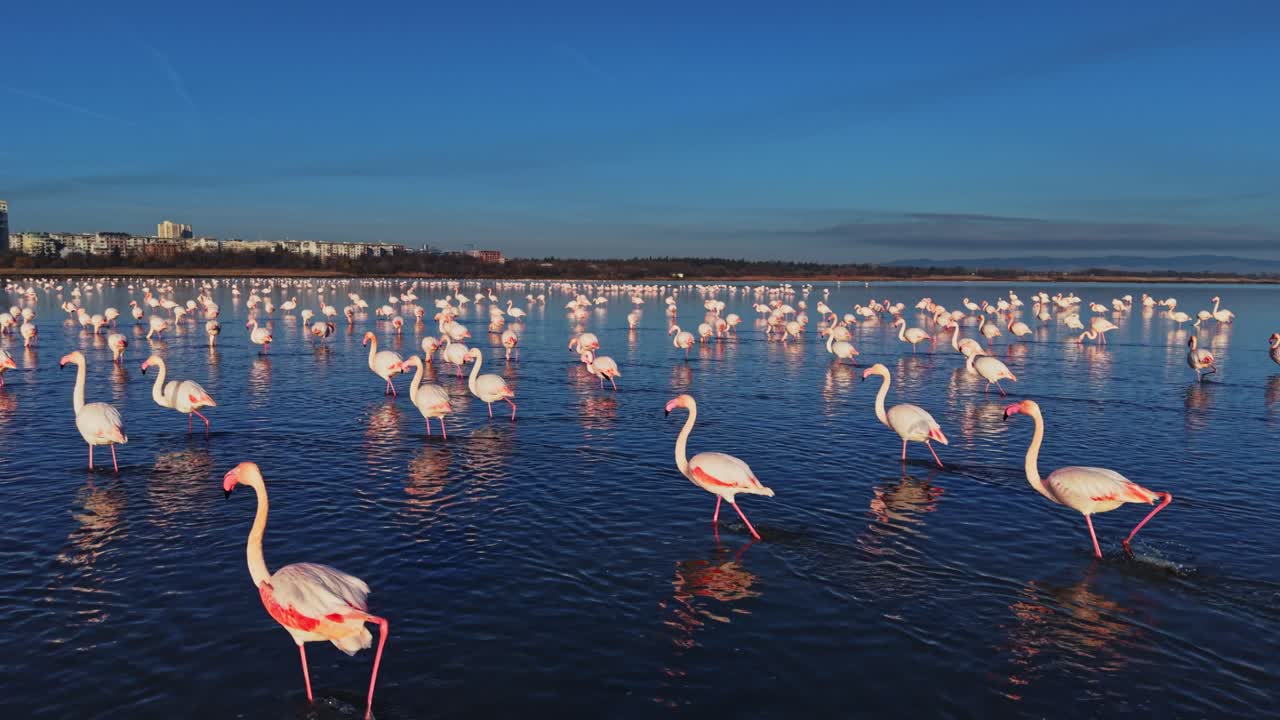 Flamingos wade through water in large group under clear blue sky