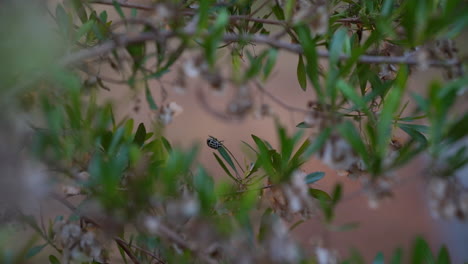 Invasive-species-in-Israel---Deroplax-silphoides-bug-climbing-on-Dodonaea-viscosa-also-known-as-the-broadleaf-hopbush-plant