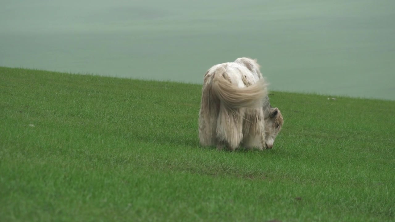 White Yak Grazing on Green Hillside