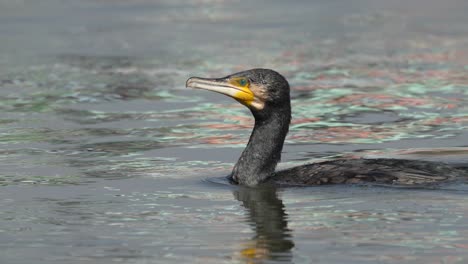 Ein-Kormoran,-Der-In-Der-Sonne-Auf-Einem-See-Herumschwimmt,-Bevor-Er-Zum-Angeln-Ins-Wasser-Springt