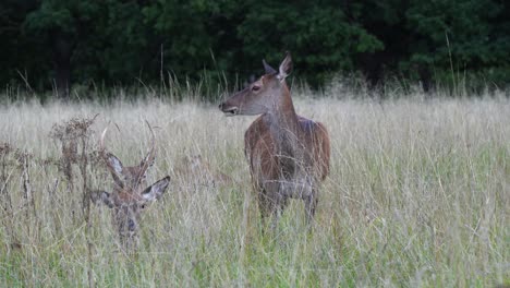 small herd of deer relaxing in tall meadow grass look toward camera