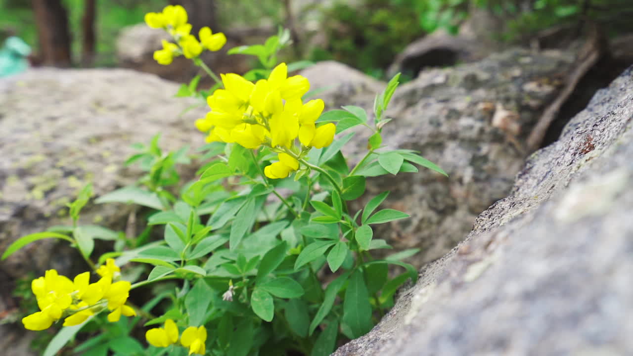 bandera amarilla flores en las montañas de colorado