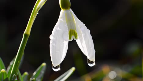 a delicate snowdrop flower emerges, displaying its unique shape with droplets of morning dew. spring colors fill the background, highlighting the beauty of nature awakening.