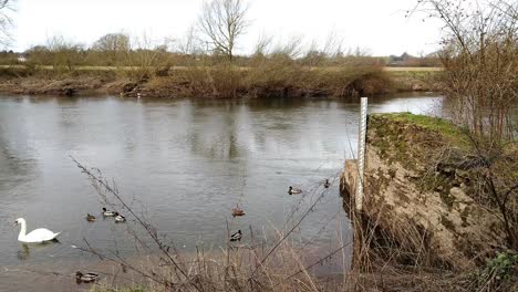 ross on wye, by river in early spring with ducks and swans