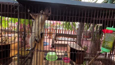 squirrel climbing inside a cage in ayutthaya