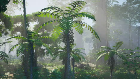 Niebla-Matutina-En-Una-Densa-Selva-Tropical