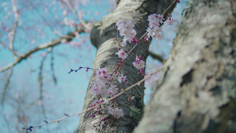 árbol-De-Cerezo-Con-Musgo-Verde-Y-Bonitas-Flores-Rosadas