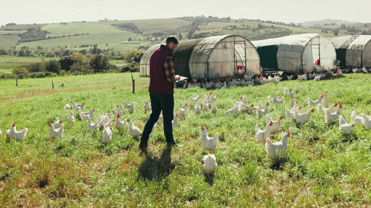Chicken, farm and man in field for inspection