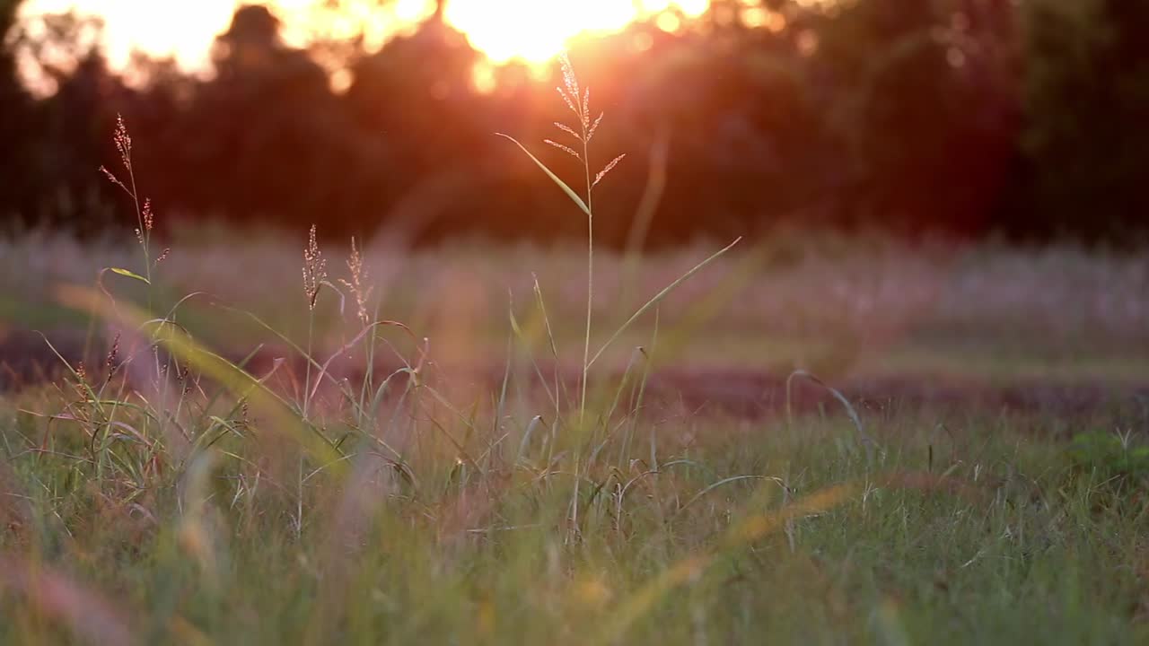 moviéndose lentamente hacia unos pocos tallos altos y dispersos de hierba silvestre iluminada por la puesta de sol que se acerca a los árboles