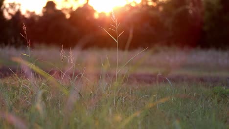 slowly moving towards a few tall sparse stalks of wild grass backlit by the sunset that is coming over trees