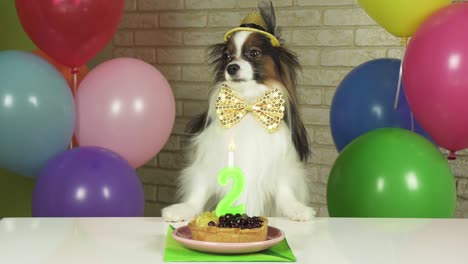 elegant dog papillon sits at a table with a birthday cake with candle stock footage video