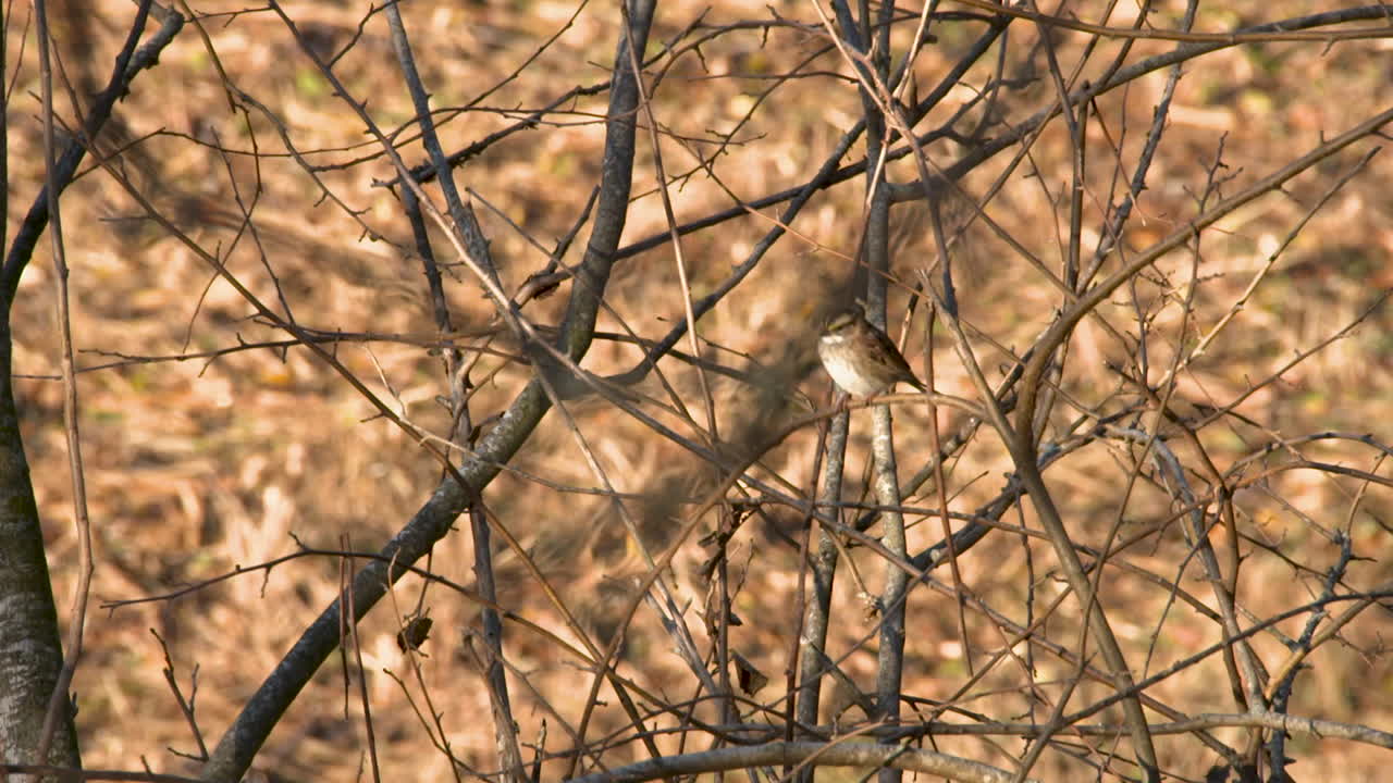 겨울 숲의 참새