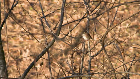 gorrión en un bosque de invierno