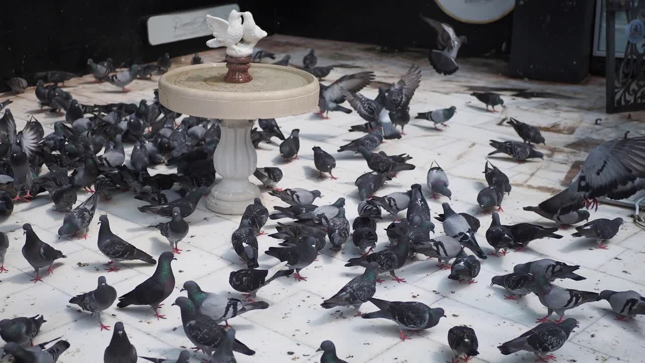 голуби у фонтана с водой