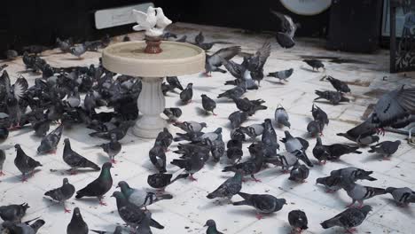 palomas en una fuente de agua