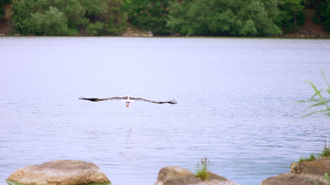 Wonderful stork taking off from a stone at waterfront. Beautiful wild bird flying over the river. Green trees on the other bank at backdrop.