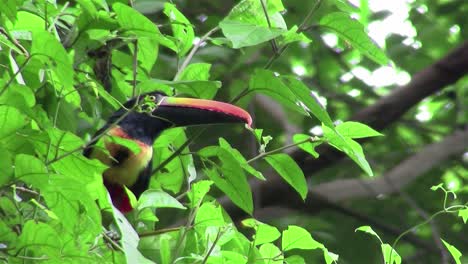 un pájaro tucán aracari se sienta en un árbol comiendo bayas