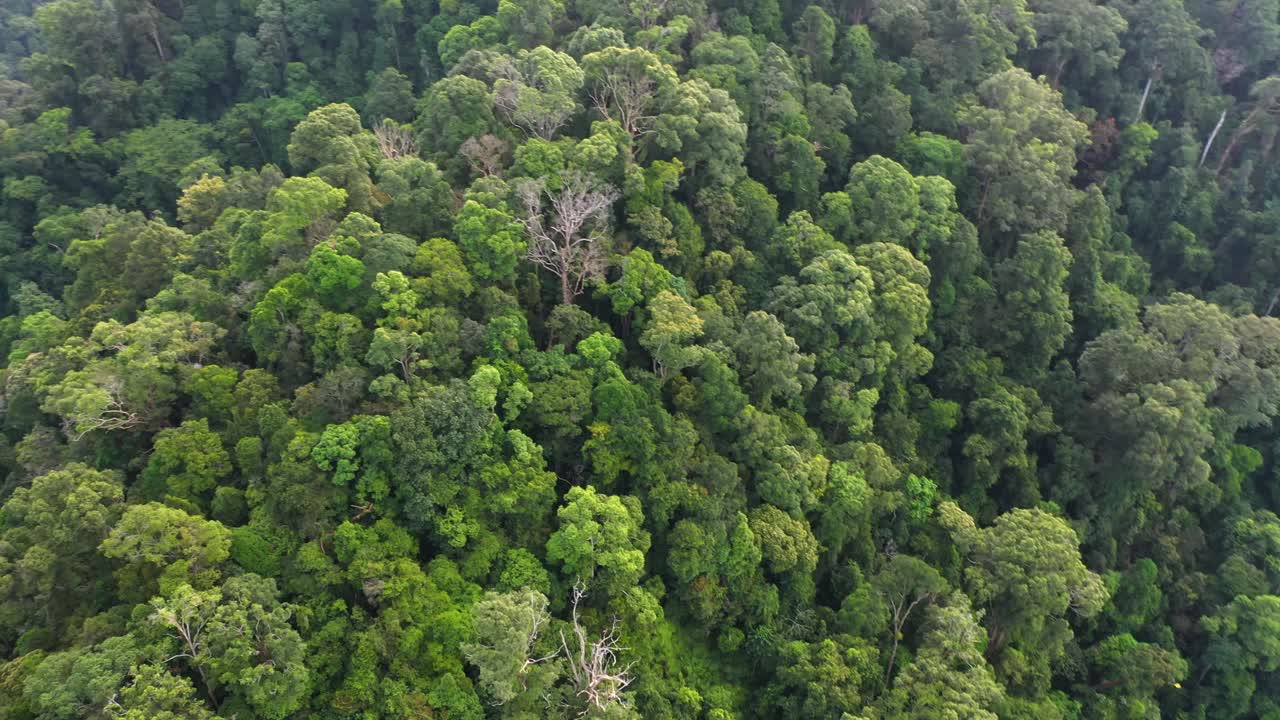 toma aérea del paisaje selvático en la selva tropical en el parque nacional gunung leuser, el patrimonio de la selva tropical de sumatra, indonesia