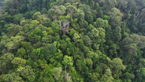 aerial turning shot of jungle landscape in the rainforest in gunung leuser national park, the tropical rainforest heritage of sumatra, indonesia