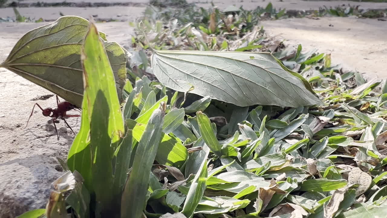 정원 구석에 있는 개미 일꾼 마법의 움직임, 잎과 풀에 총을 쏘다