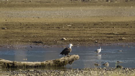 Weißkopfseeadler-Sitzt-Auf-Umgestürztem-Baum-Im-Seichten-Fluss,-Statische-Mittlere-Aufnahme