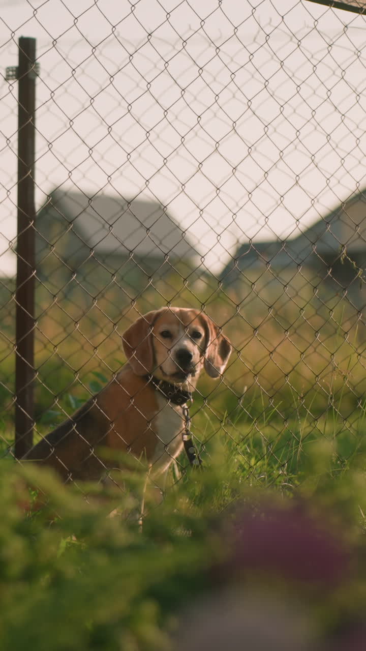 perro beagle sentado detrás de una valla de cadena mirando curioso, entorno al aire libre soleado con edificio de madera en el fondo, vegetación dispersa y plantas borrosas en primer plano