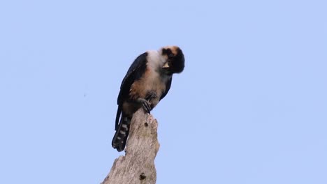 El-Falconet-De-Muslo-Negro-Es-Una-De-Las-Aves-Rapaces-Más-Pequeñas-Que-Se-Encuentran-En-Los-Bosques-De-Algunos-Países-De-Asia