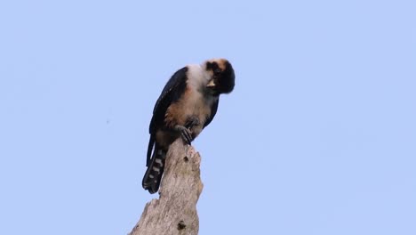 el falconet de muslo negro es una de las aves rapaces más pequeñas que se encuentran en los bosques de algunos países de asia