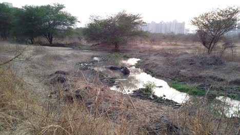 Cows-bathing-in-a-small-pond-while-the-camera-descends-into-the-grass