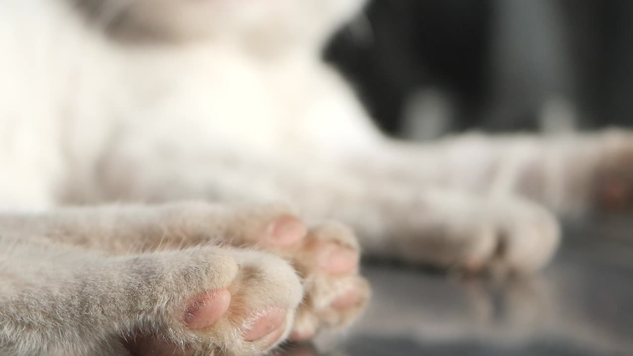 primer plano de las patas de un gato