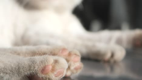 close-up of a cat's paws