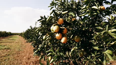 orange orchard on a sunny day with a light breeze in brazil