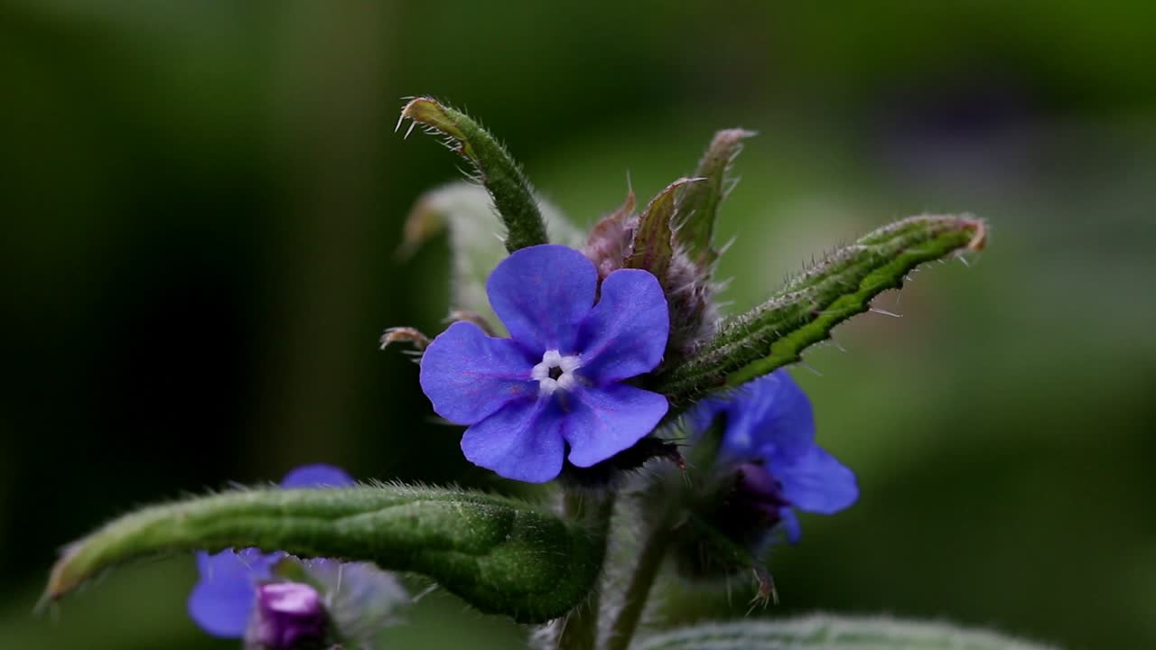 Green Alkanet flowers in Spring, Pentaglottis sempervirens. British Isles.