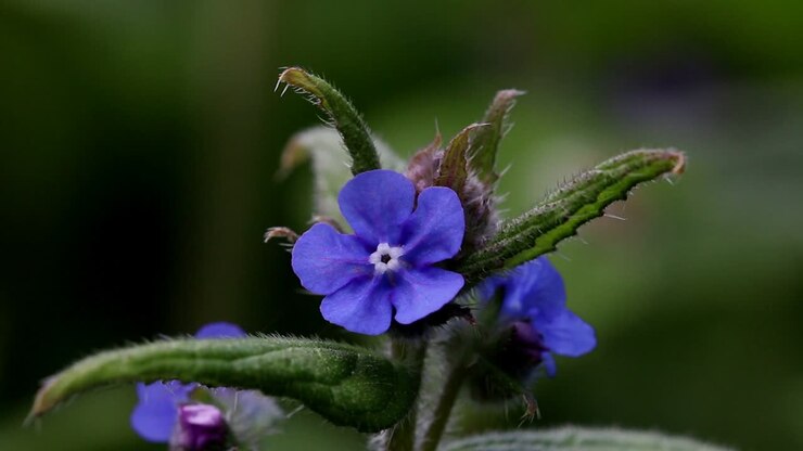 Grønn oksetunge i blomst om våren, Pentaglottis sempervirens. De britiske øyer.