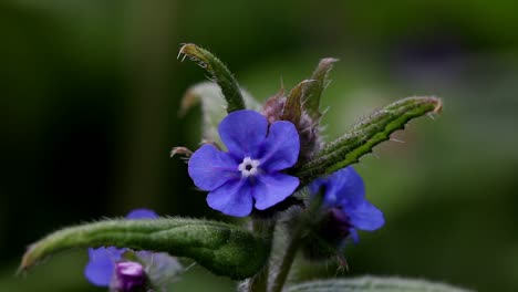 green alkanet flowers in spring, pentaglottis sempervirens. british isles.