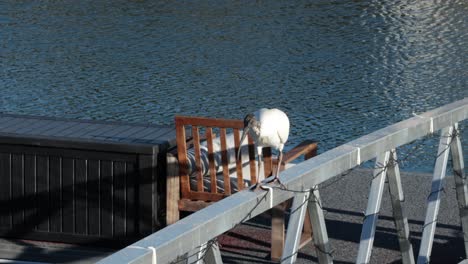 ibis caminando a lo largo de un muelle cerca del agua