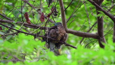 This-Short-billed-Brown-dove-with-its-fledglings-is-an-endemic-bird-found-in-the-Philippines-and-particularly-in-Mindanao-where-it-is-considered-to-be-common